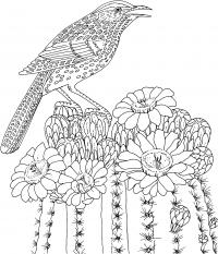 Птица на цветущем кактусе Антистрессовые раскраски