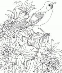 Птица сидит на пеньке среди цветов Раскраски для взрослых скачать