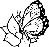 Бабочка на цветке Скачать сложные раскраски