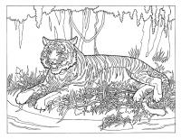 Тигр лежит в лесу Раскраски антистресс бесплатно