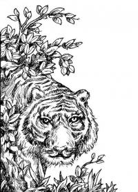 Тигр возле ветки Раскраски антистресс бесплатно