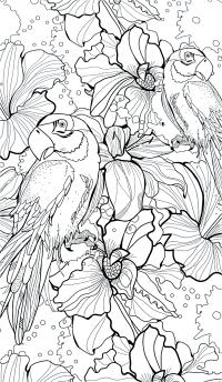 Лилии и попугаи Антистрессовые раскраски